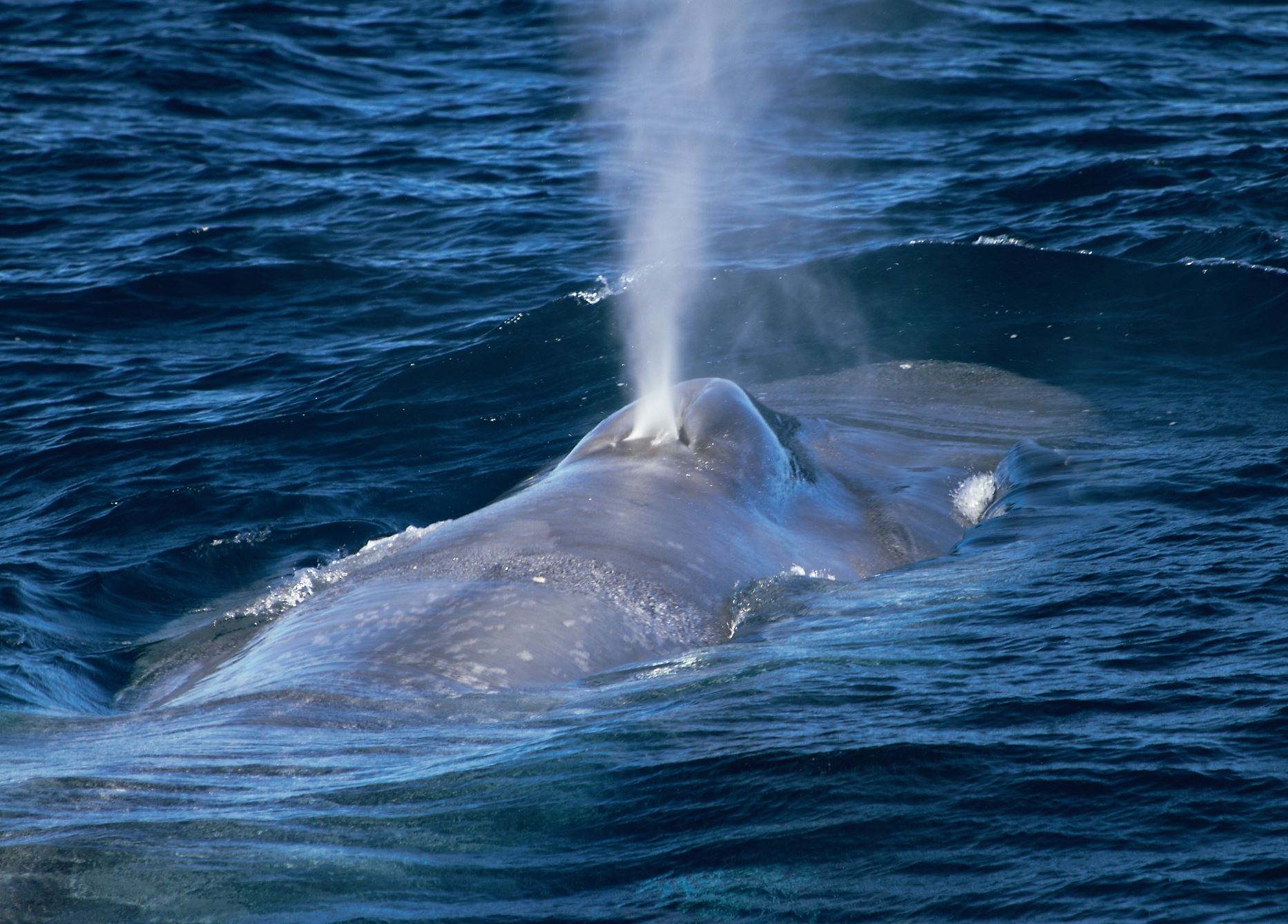 Whale Snorkeling