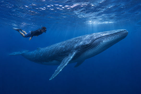 Deep Sea Fishing